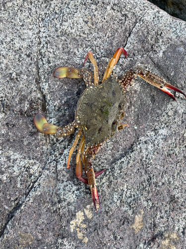 ワタリガニの釣果