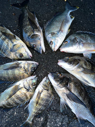 クロダイの釣果