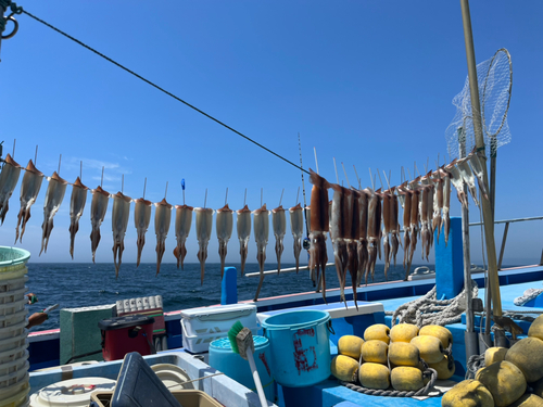 スルメイカの釣果