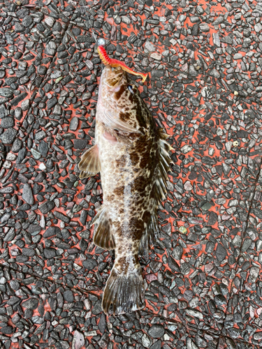 タケノコメバルの釣果