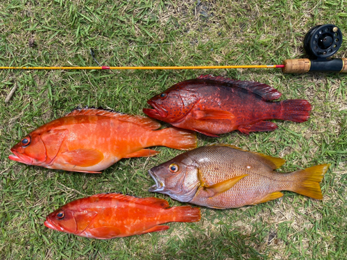 フエダイの釣果