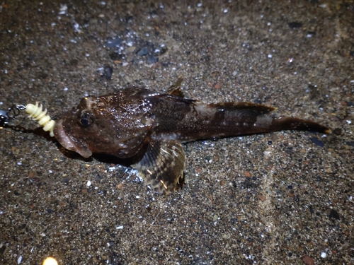 カジカの釣果