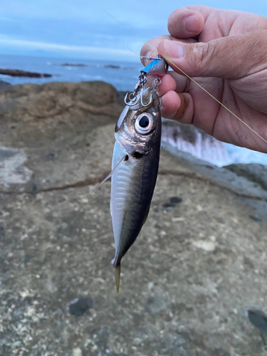 マアジの釣果