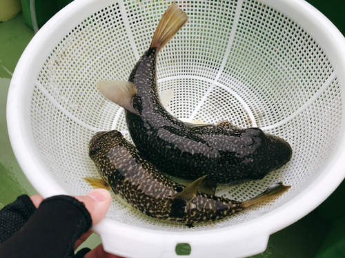 ショウサイフグの釣果