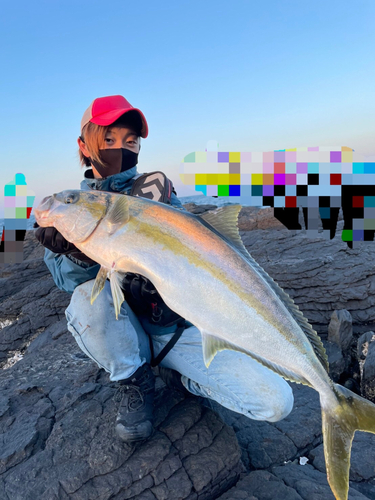 ヒラマサの釣果