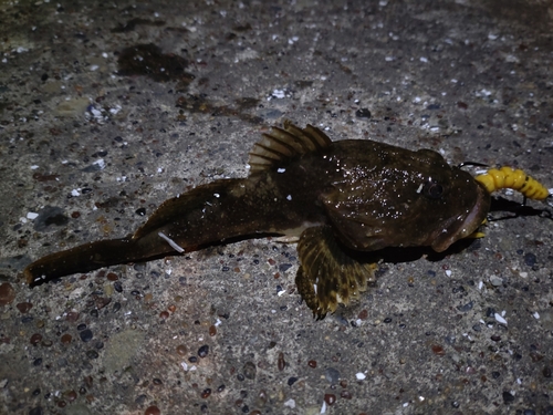 カジカの釣果