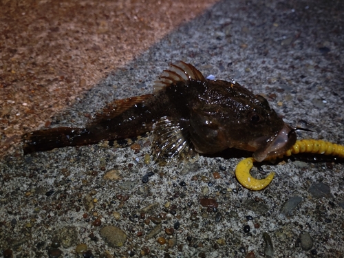 カジカの釣果