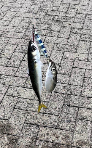 サバの釣果