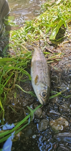 ヤマメの釣果