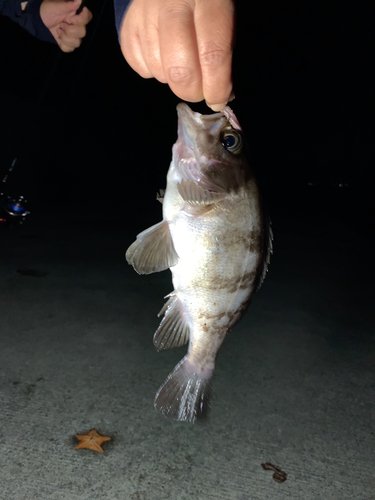 メバルの釣果