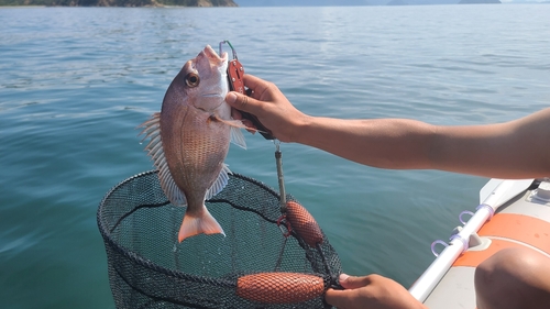 マダイの釣果