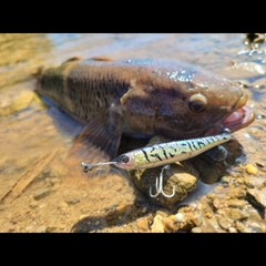 ホシマダラハゼの釣果