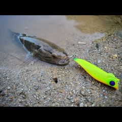 ホシマダラハゼの釣果