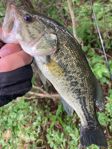 ラージマウスバスの釣果