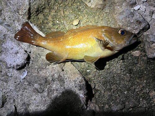 エゾメバルの釣果