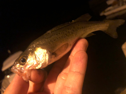 セイゴ（マルスズキ）の釣果