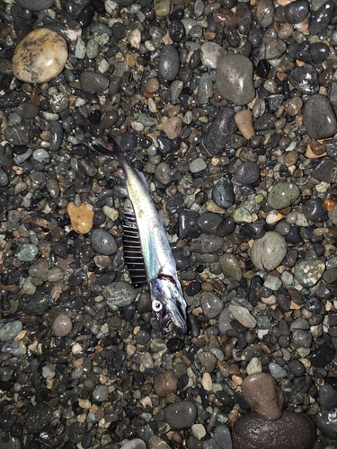 クロシビカマスの釣果