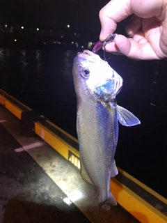 シログチの釣果