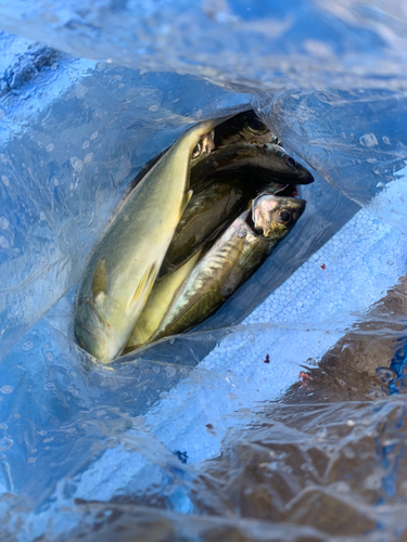 ショゴの釣果