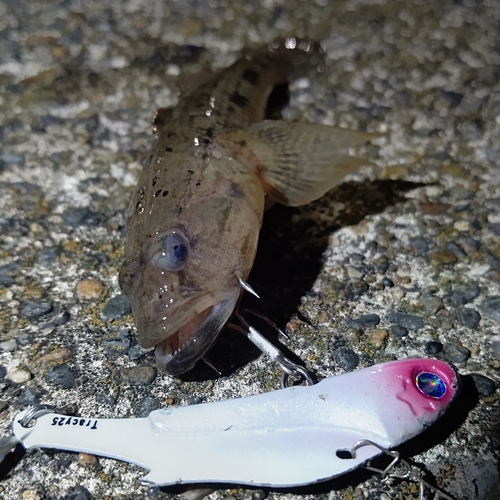 ハゼの釣果