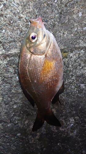 ウミタナゴの釣果