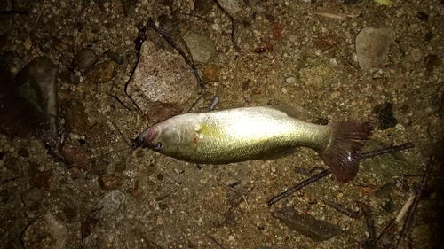 ブラックバスの釣果