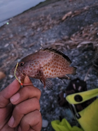 オオモンハタの釣果