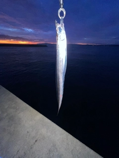 タチウオの釣果