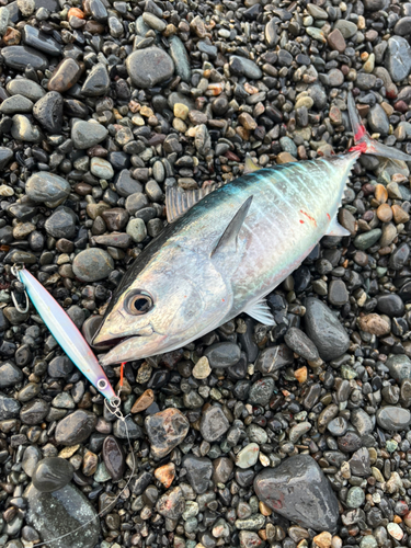 マグロの釣果