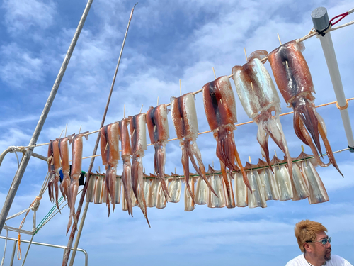 スルメイカの釣果