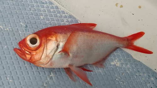 キンメダイの釣果