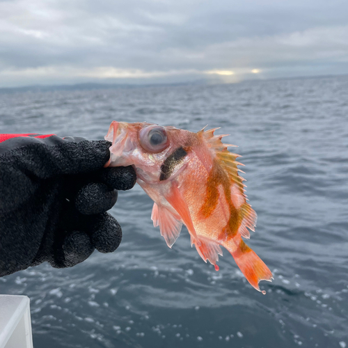 オキメバルの釣果