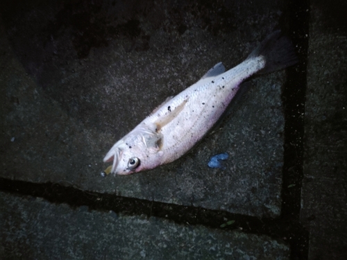 イシモチの釣果