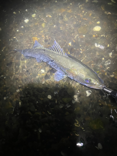 スズキの釣果