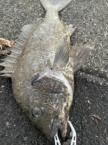 チヌの釣果