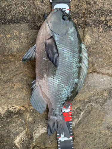 メジナの釣果