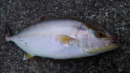 ショゴの釣果