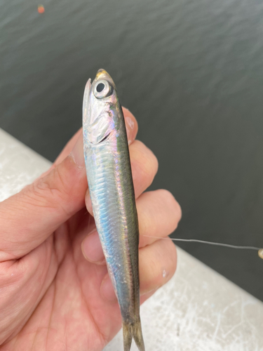 イワシの釣果