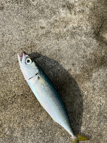 サバの釣果