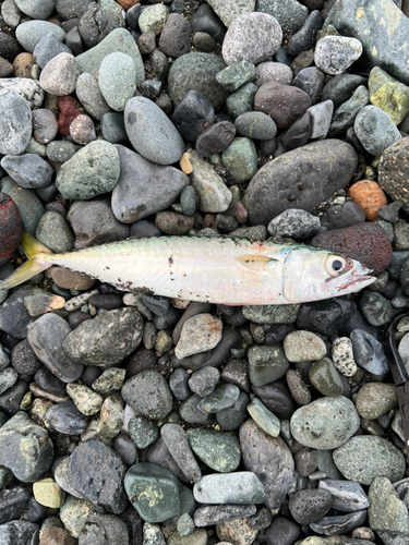 サバの釣果