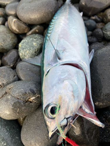 ヒラソウダの釣果