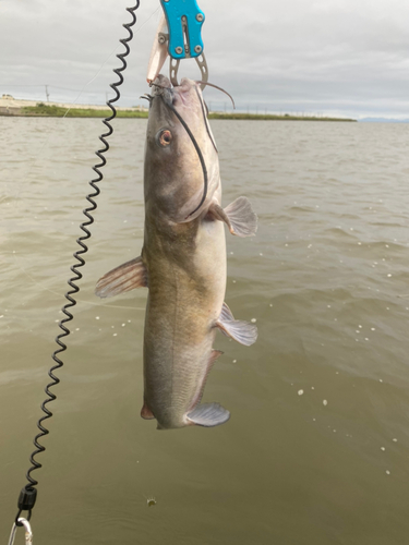 アメリカナマズの釣果