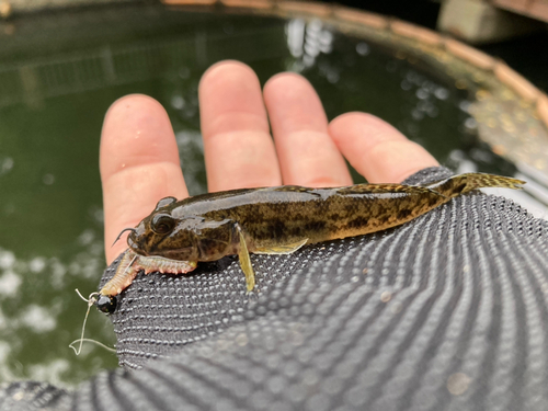 マハゼの釣果