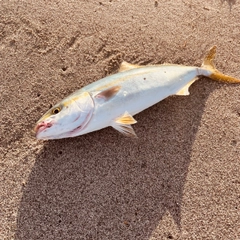 ワカシの釣果