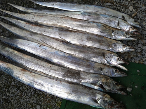 タチウオの釣果