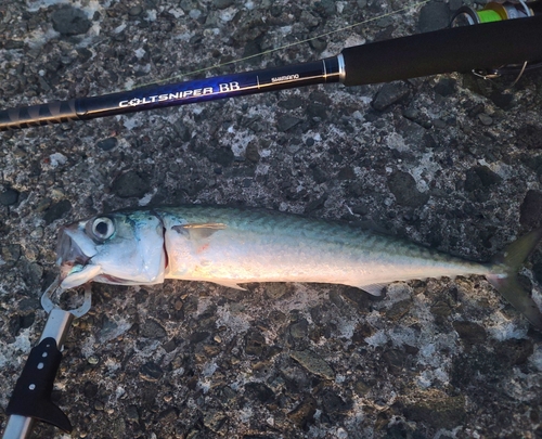 サバの釣果