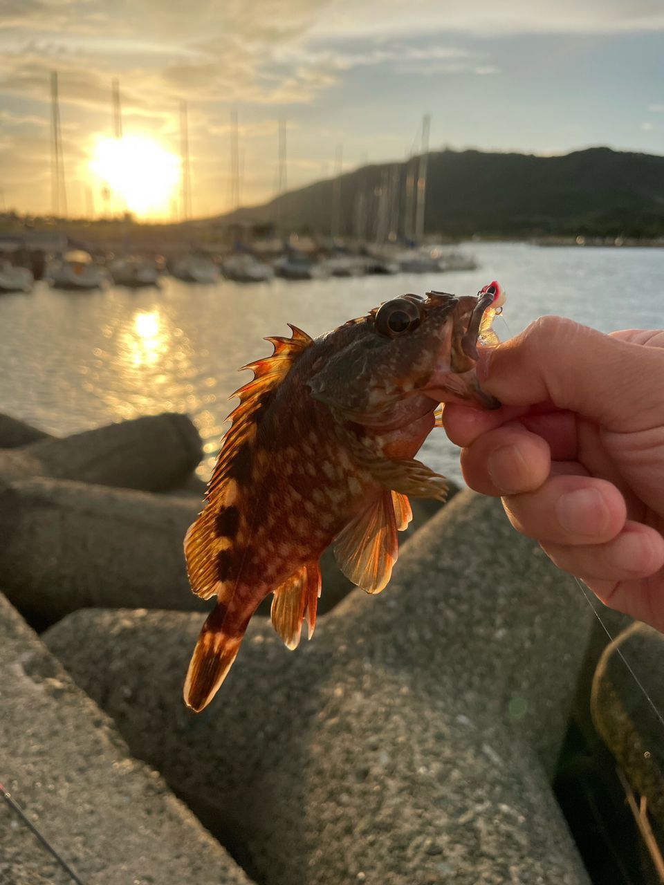 カサゴ