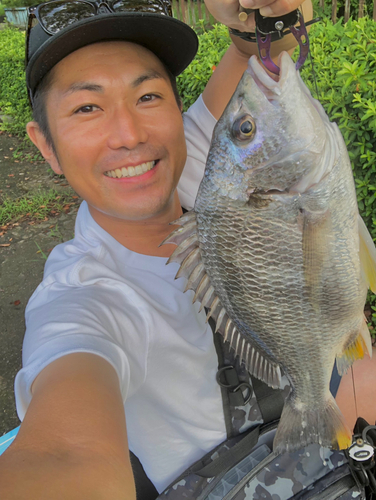 キビレの釣果