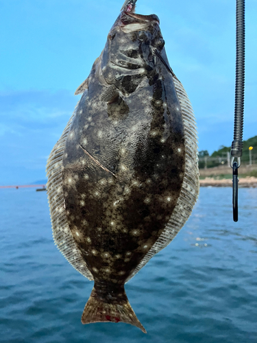 ヒラメの釣果