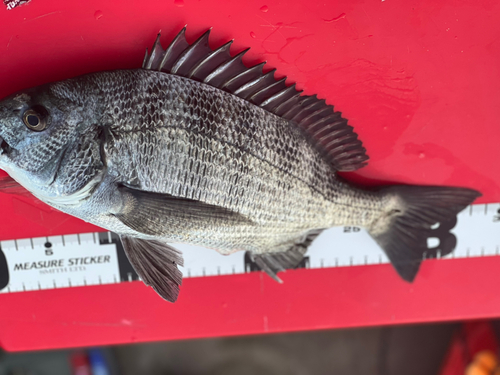 クロダイの釣果